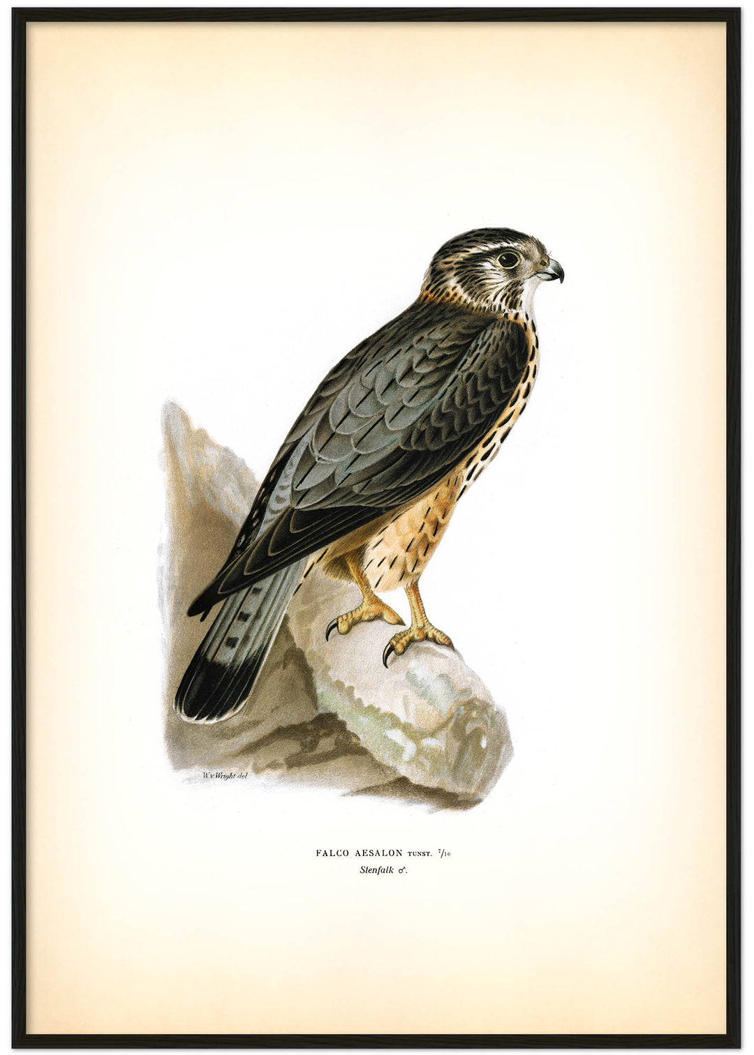 Fågeln Stenfalk, hona på klassisk vintage poster/affisch