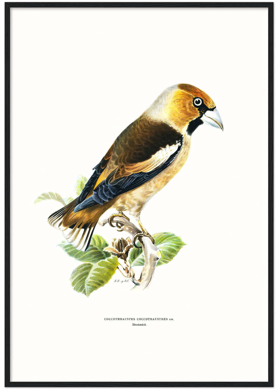 Fågeln Stenknäck på klassisk vintage poster/affisch