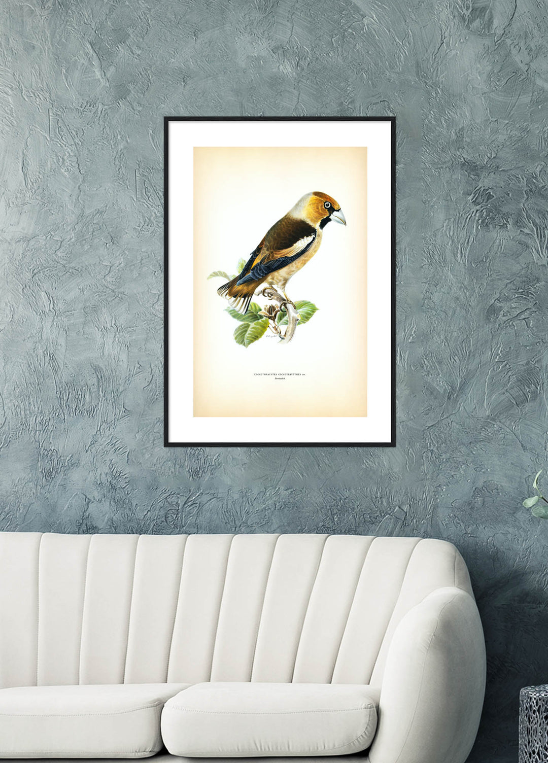 Fågeln Stenknäck på klassisk vintage poster/affisch