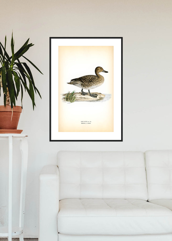 Fågeln Stjärtand, hona vinter på klassisk vintage poster/affisch