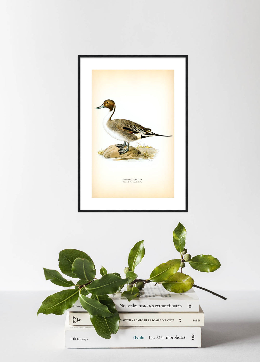 Fågeln Stjärtand, praktdräkt på klassisk vintage poster/affisch