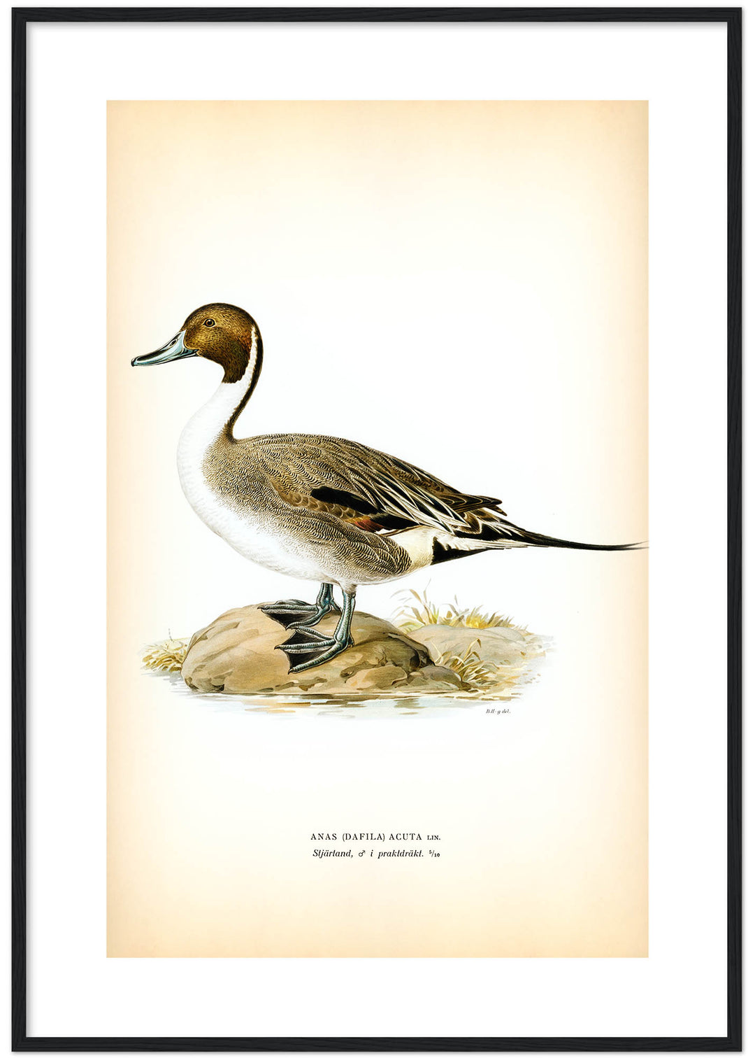 Fågeln Stjärtand, praktdräkt på klassisk vintage poster/affisch