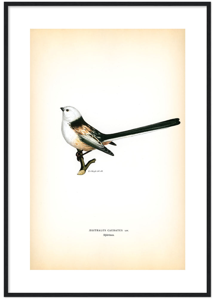 Fågeln Stjärtmes på klassisk vintage poster/affisch