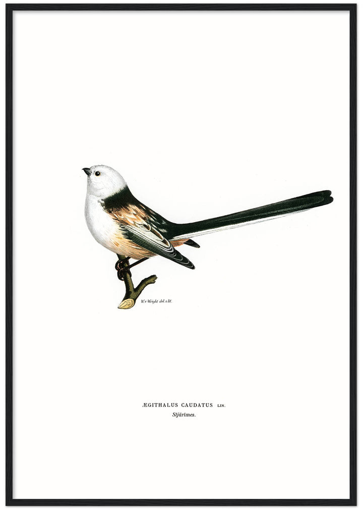Fågeln Stjärtmes på klassisk vintage poster/affisch