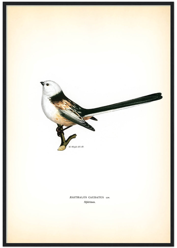 Fågeln Stjärtmes på klassisk vintage poster/affisch
