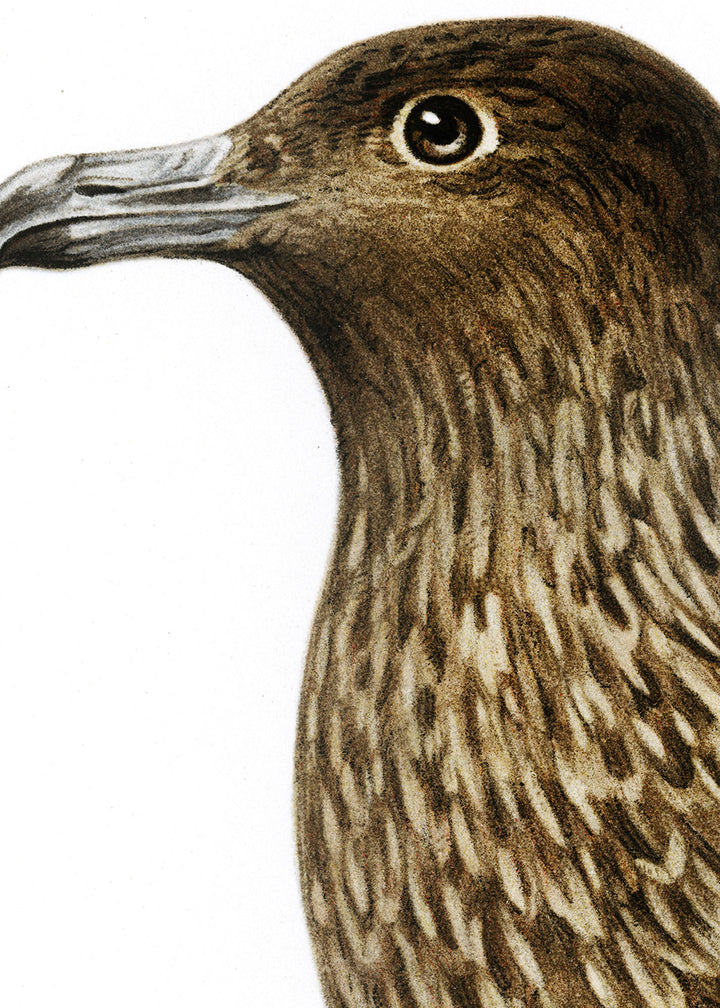 Fågeln Storlabb på klassisk vintage poster/affisch