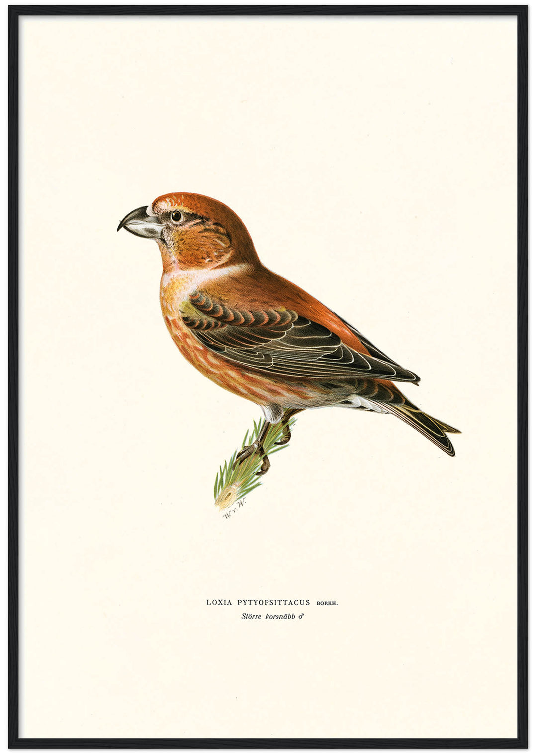 Fågeln Större korsnäbb på klassisk vintage poster/affisch