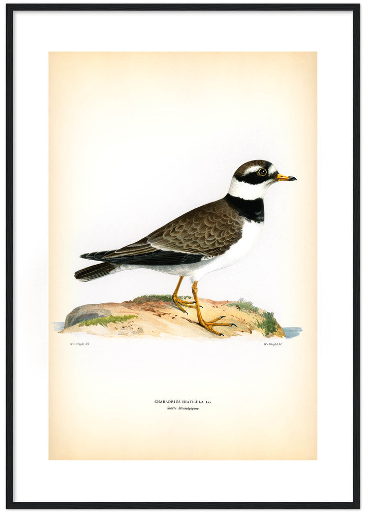 Fågeln Större strandpipare på klassisk vintage poster/affisch
