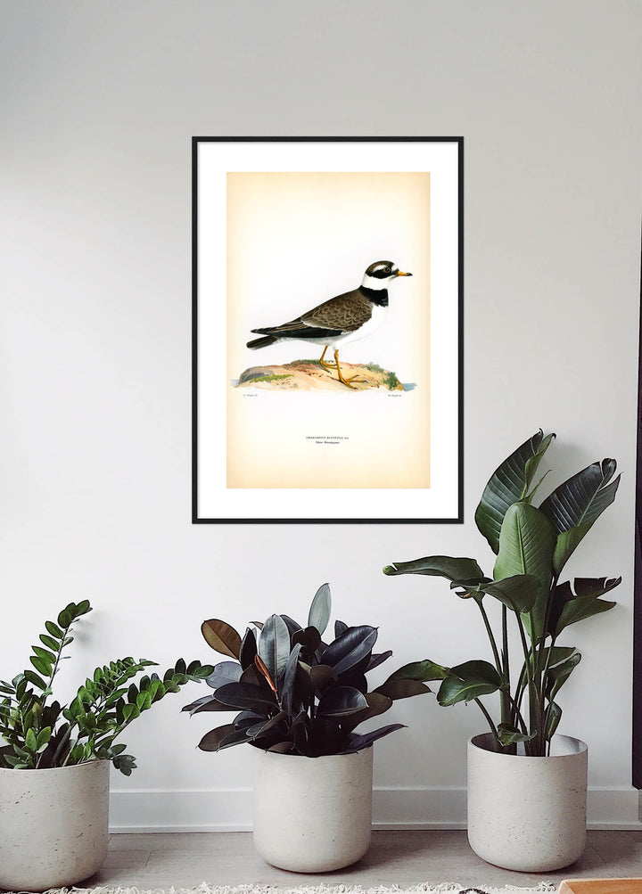 Fågeln Större strandpipare på klassisk vintage poster/affisch