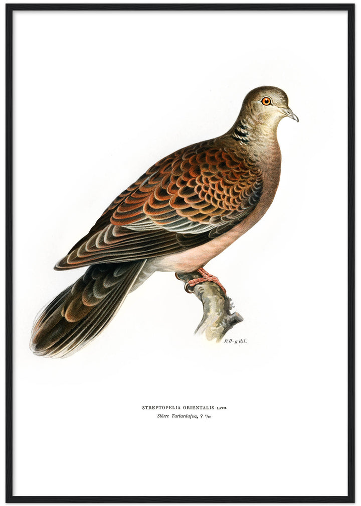 Fågeln Större turturduva på klassisk vintage poster/affisch