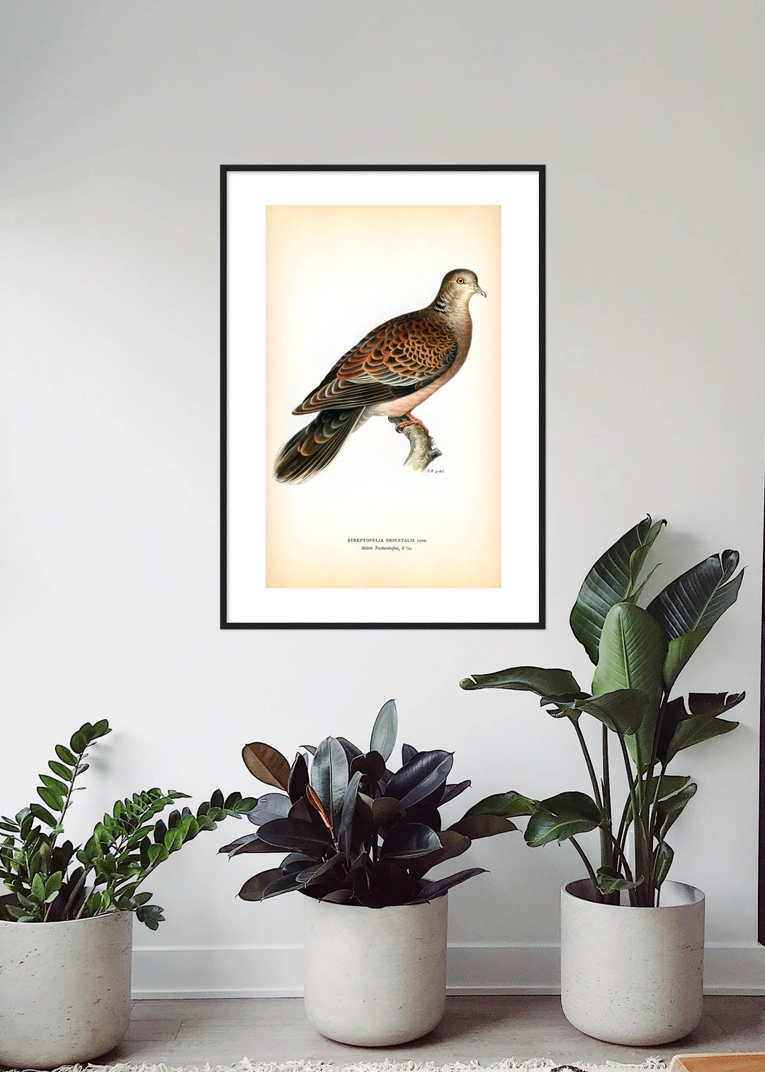 Fågeln Större turturduva på klassisk vintage poster/affisch