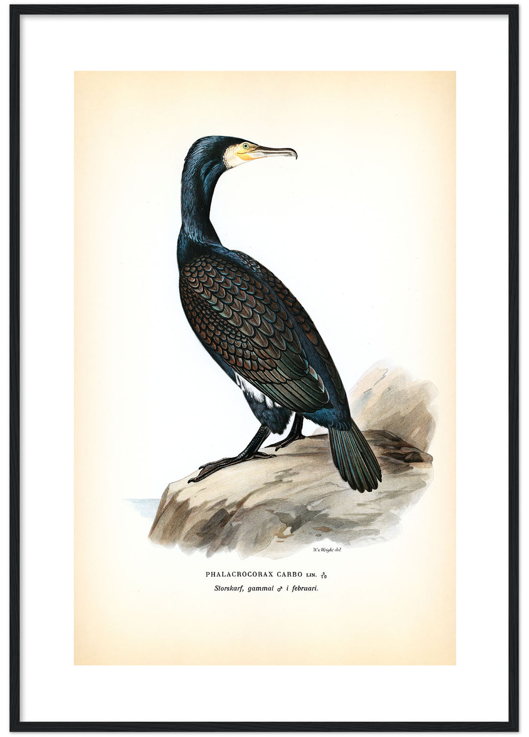 Fågeln Storskarf, gammal på klassisk vintage poster/affisch
