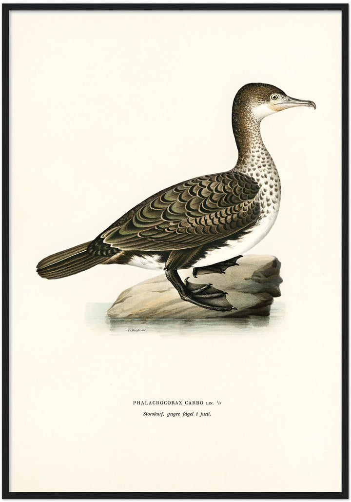 Fågeln Storskarf, gammal, juni på klassisk vintage poster/affisch