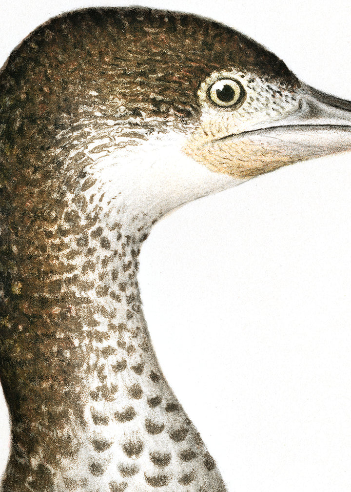Fågeln Storskarf, gammal, juni på klassisk vintage poster/affisch