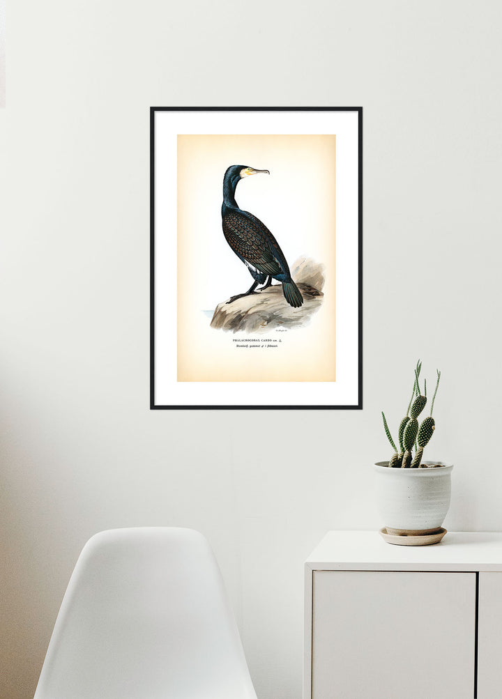 Fågeln Storskarf, gammal på klassisk vintage poster/affisch