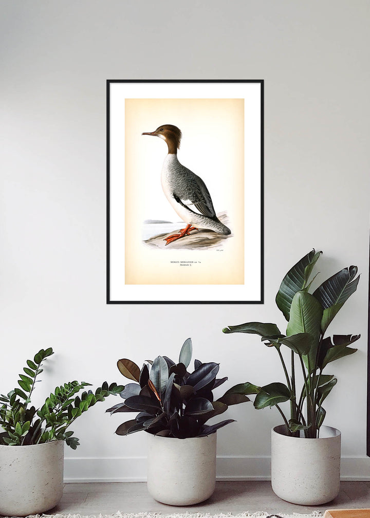 Fågeln Storskrake, hona på klassisk vintage poster/affisch