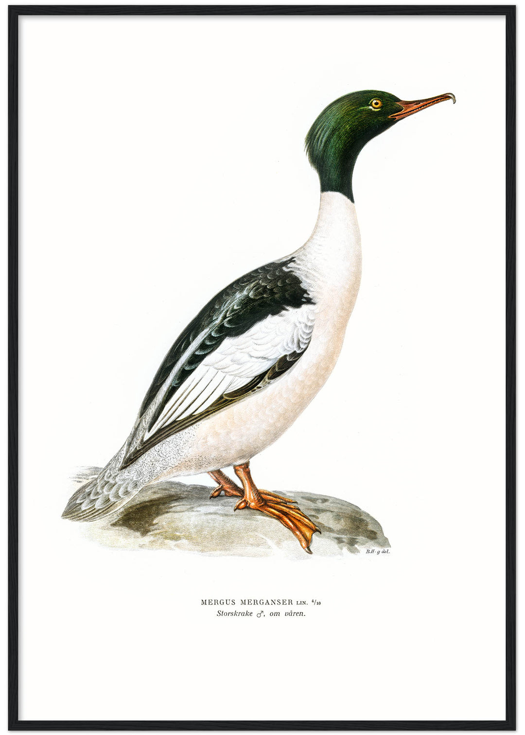 Fågeln Storskrake på klassisk vintage poster/affisch