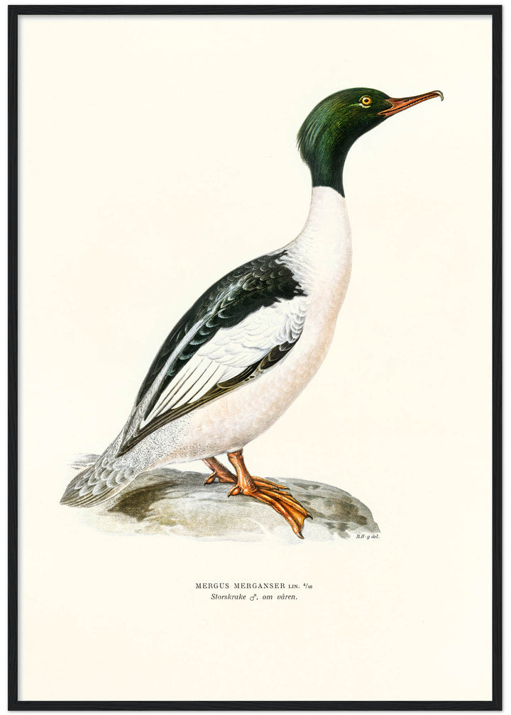 Fågeln Storskrake på klassisk vintage poster/affisch