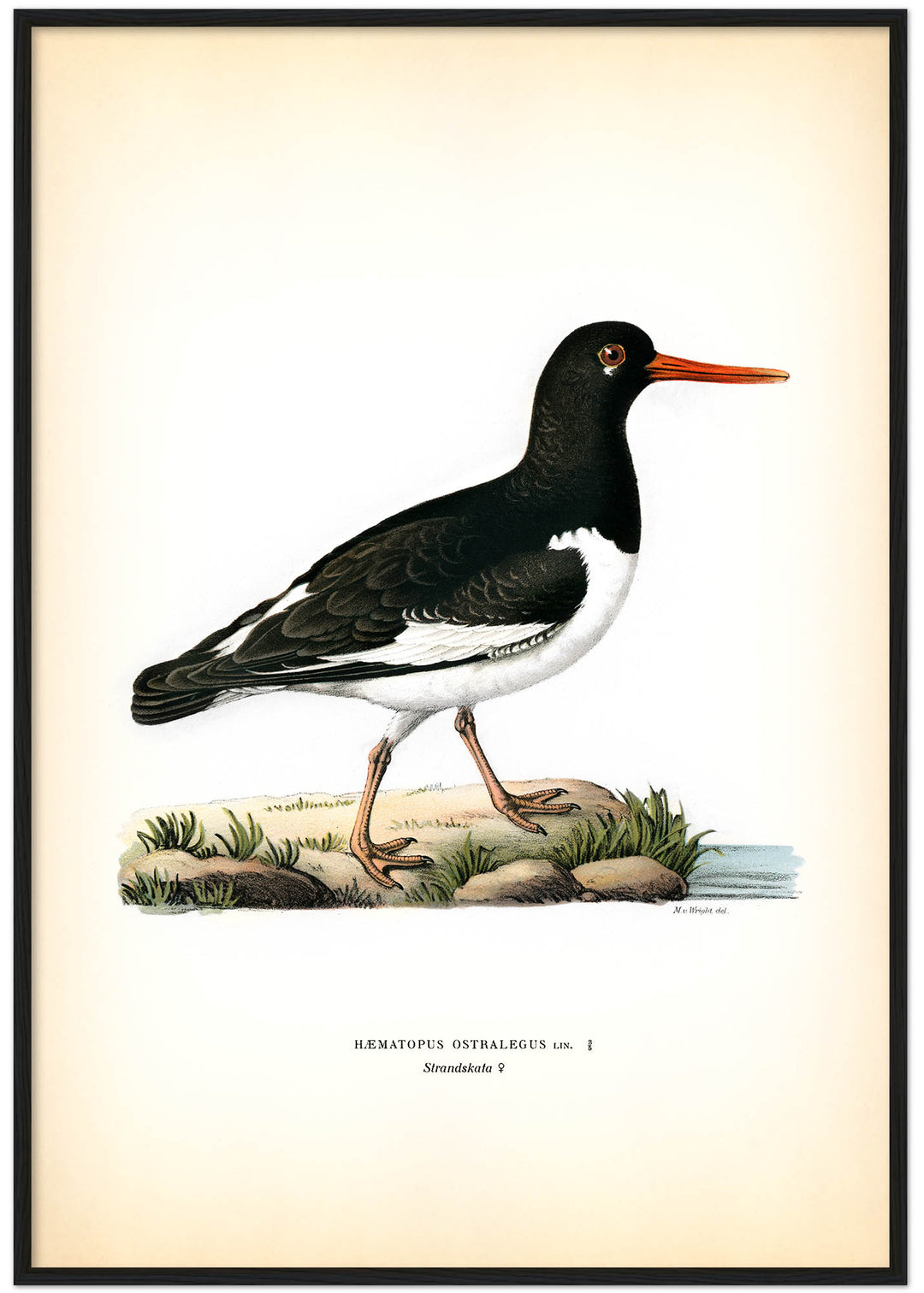 Fågeln Strandskata på klassisk vintage poster/affisch