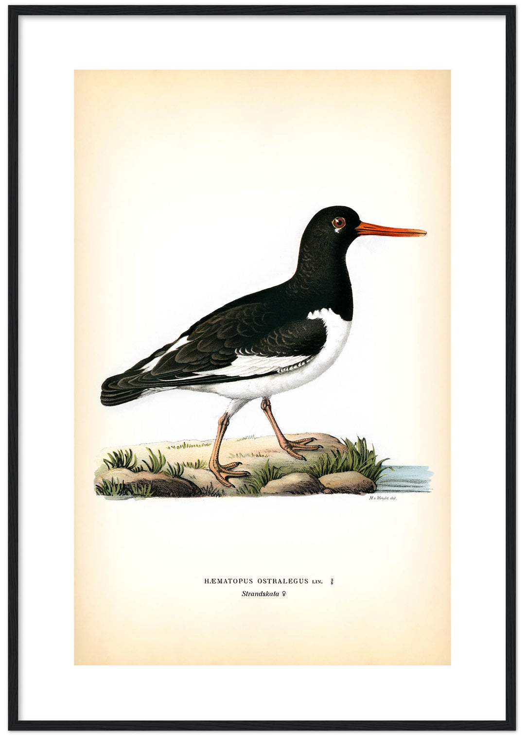 Fågeln Strandskata på klassisk vintage poster/affisch