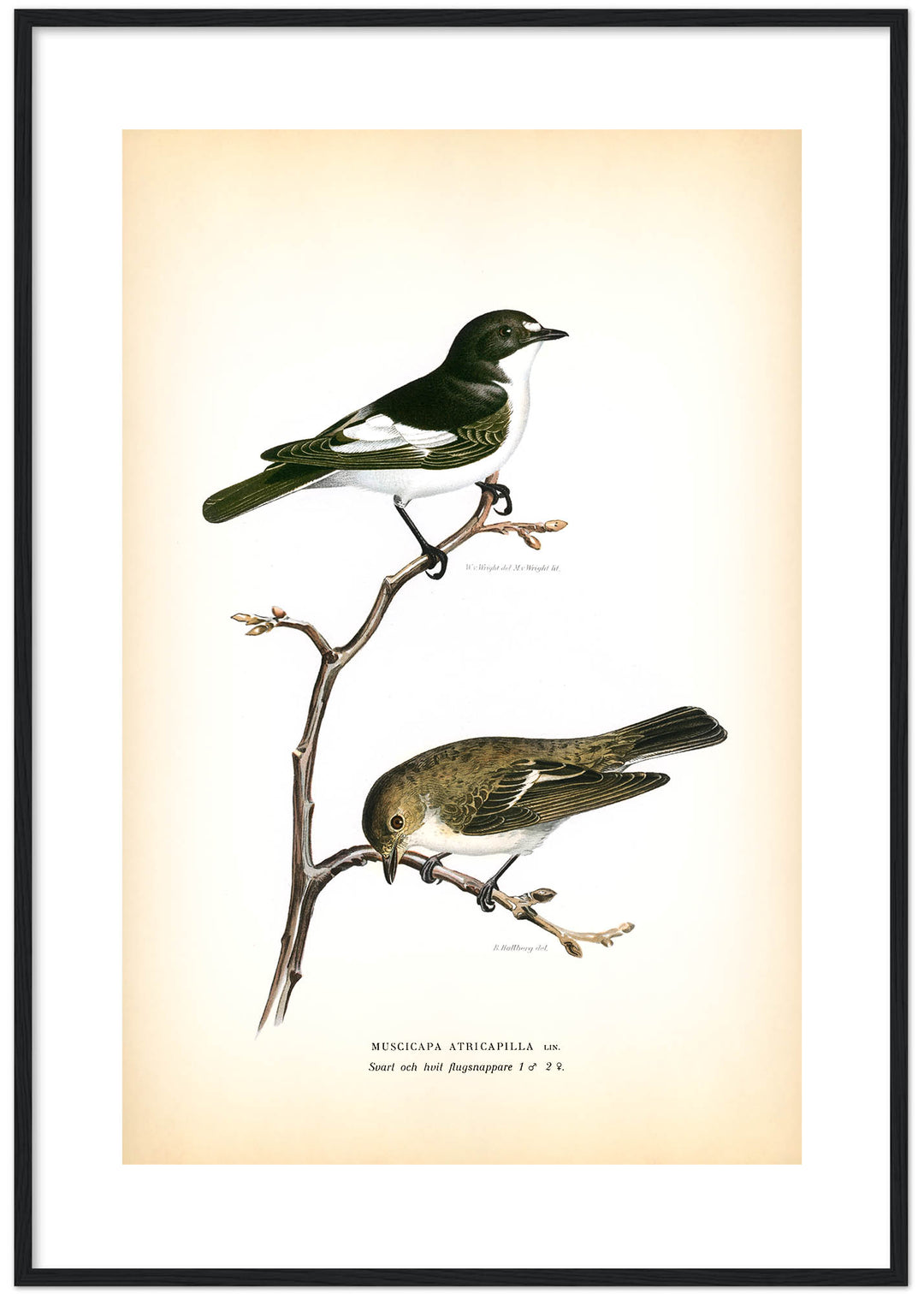 Fågeln Svart och vit flugsnappare på klassisk vintage poster/affisch