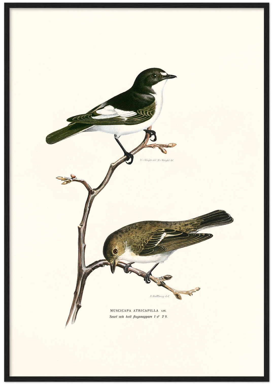 Fågeln Svart och vit flugsnappare på klassisk vintage poster/affisch