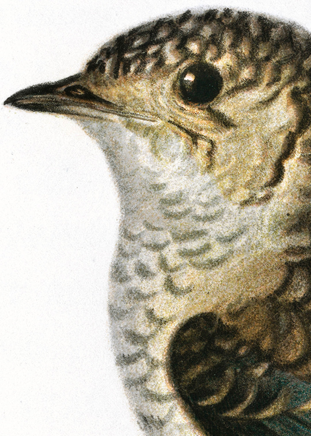 Fågeln Svart och vit flugsnappare, ung på klassisk vintage poster/affisch