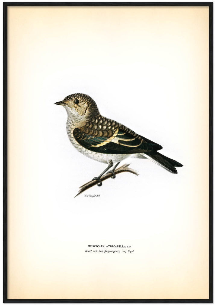 Fågeln Svart och vit flugsnappare, ung på klassisk vintage poster/affisch