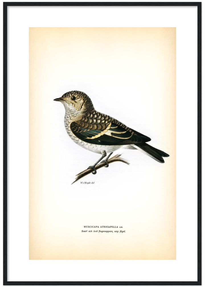 Fågeln Svart och vit flugsnappare, ung på klassisk vintage poster/affisch