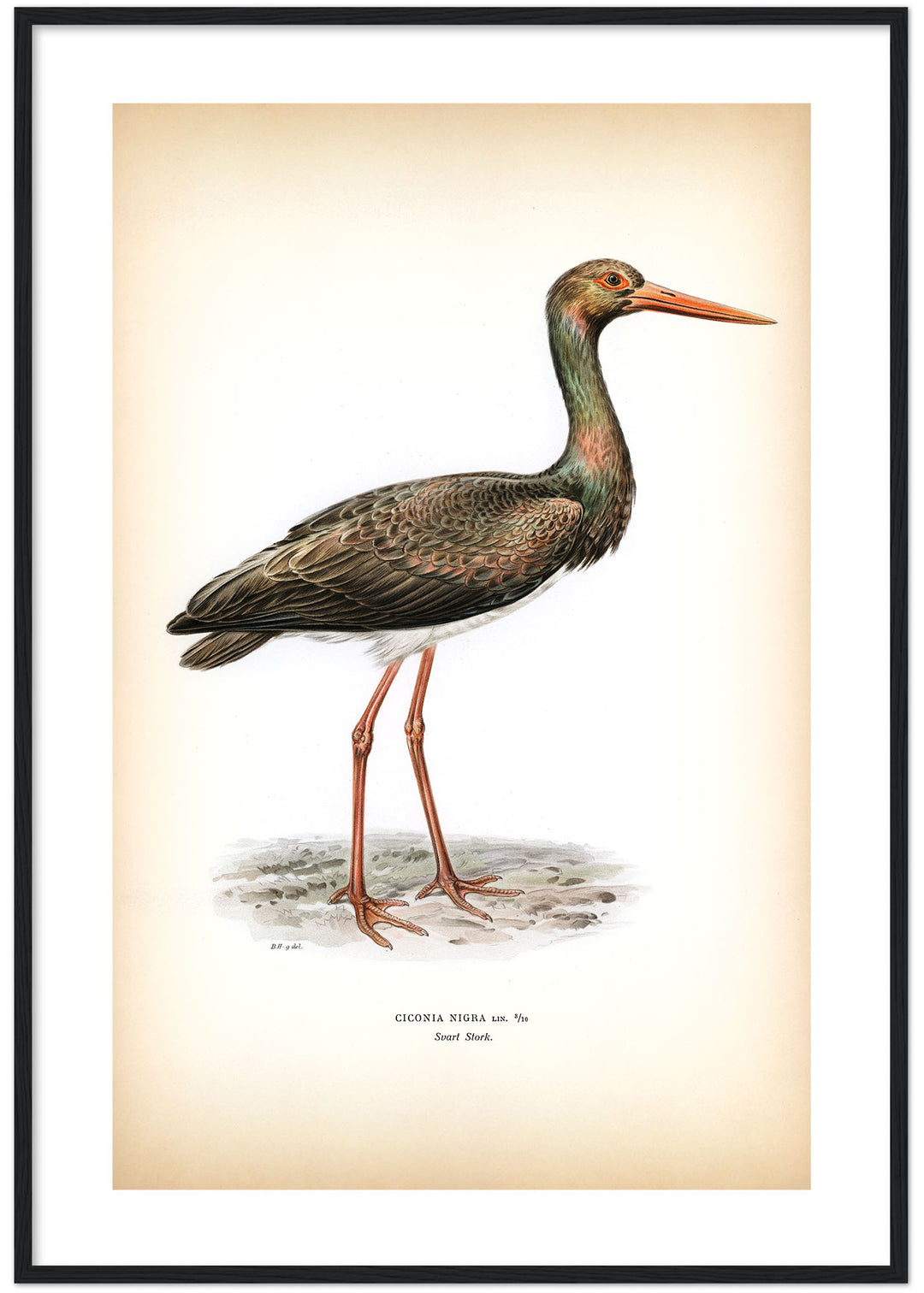 Fågeln Svart stork på klassisk vintage poster/affisch