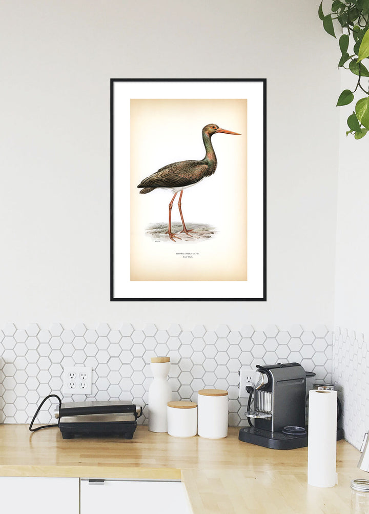 Fågeln Svart stork på klassisk vintage poster/affisch