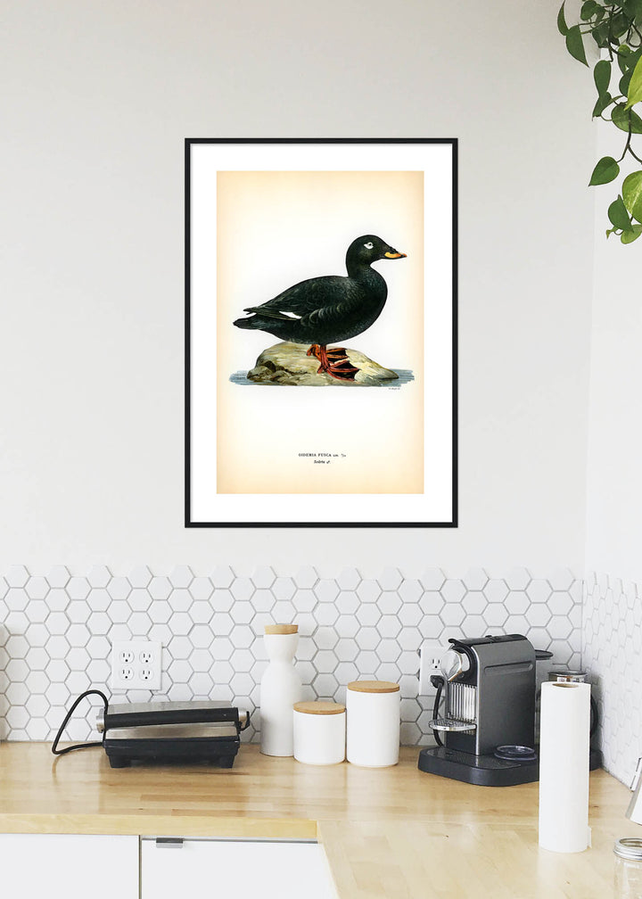 Fågeln Svärta, hane på klassisk vintage poster/affisch