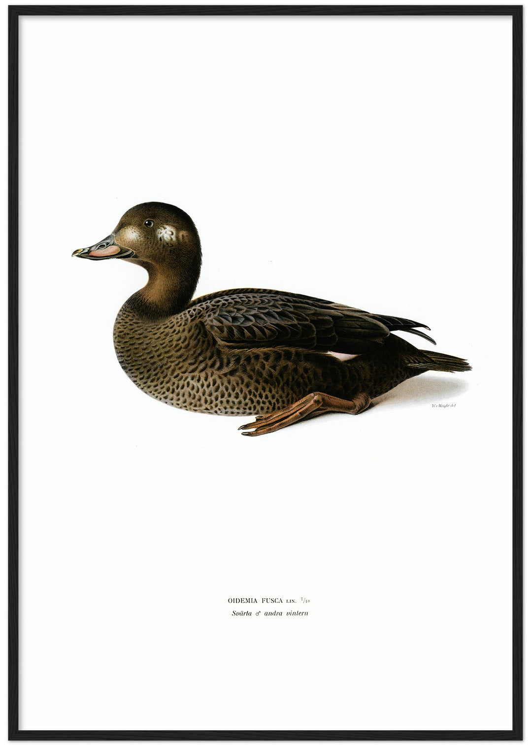Fågeln Svärta, hona andra vintern på klassisk vintage poster/affisch