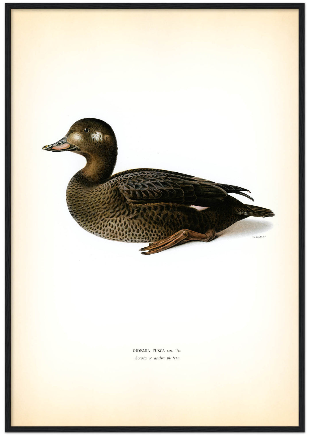 Fågeln Svärta, hona andra vintern på klassisk vintage poster/affisch