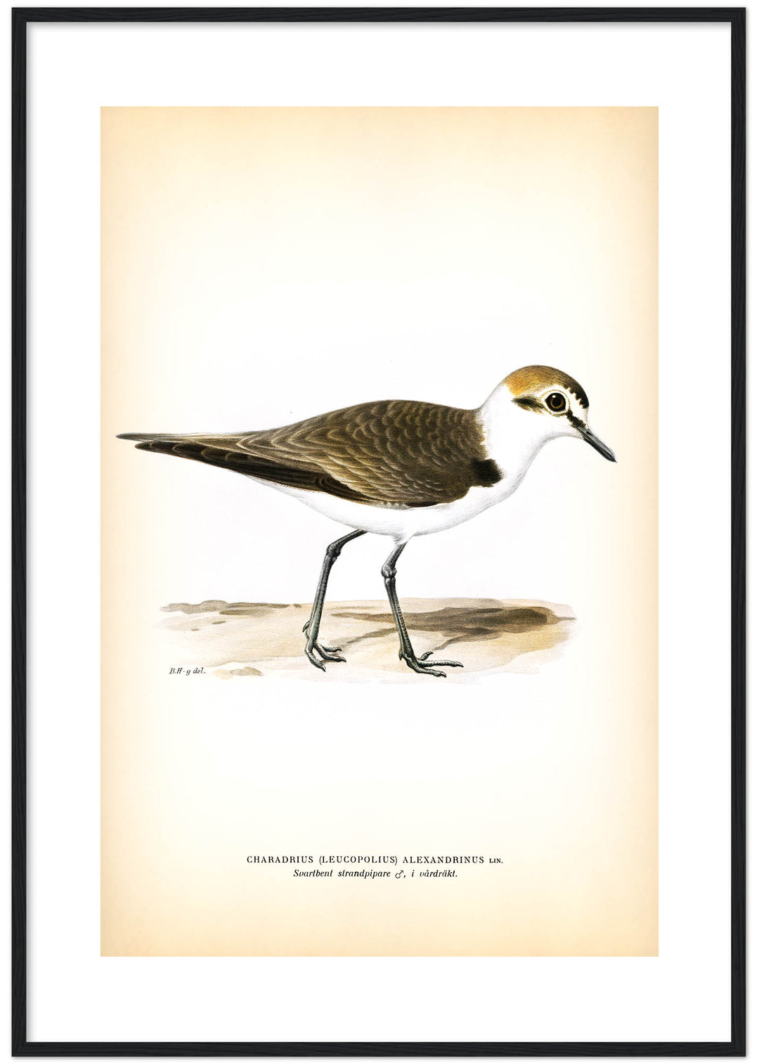 Fågeln Svartbent strandpipare, hane vår på klassisk vintage poster/affisch