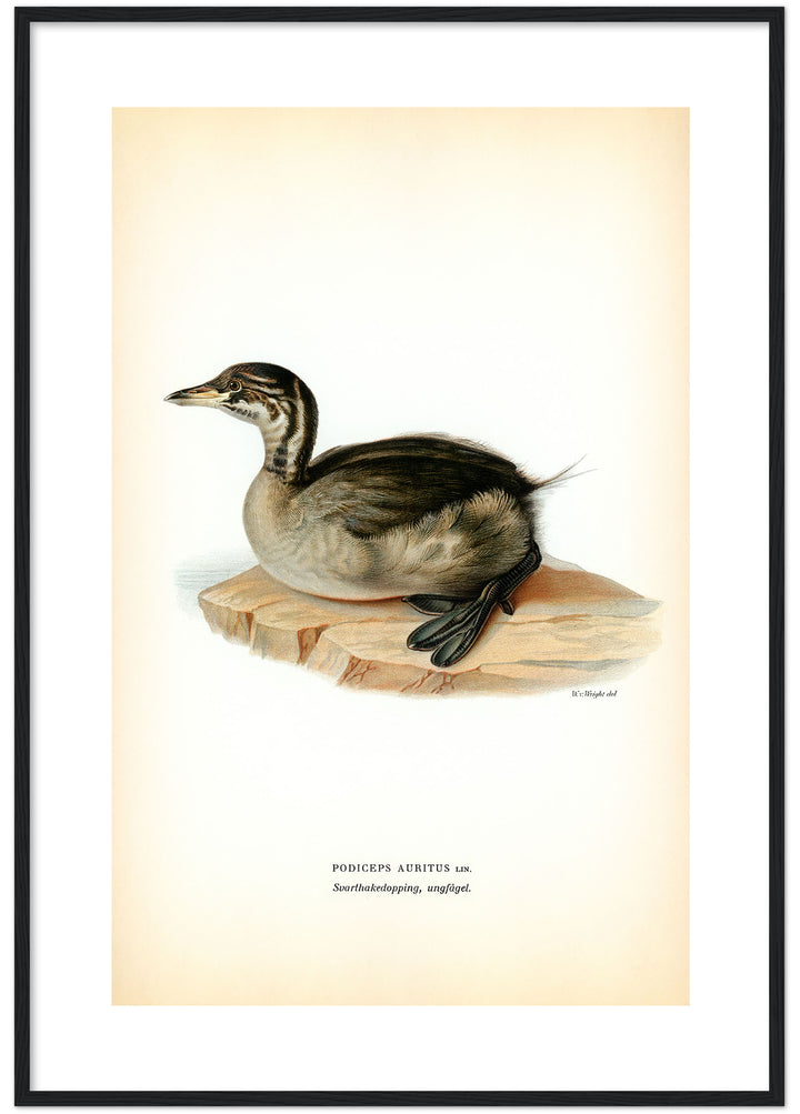 Fågeln Svarthakedopping, unge på klassisk vintage poster/affisch