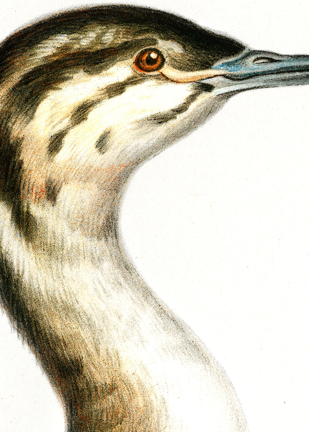 Fågeln Svarthakedopping, ung på klassisk vintage poster/affisch