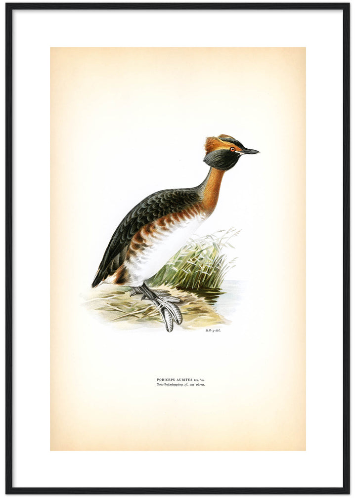 Fågeln Svarthakedopping på klassisk vintage poster/affisch