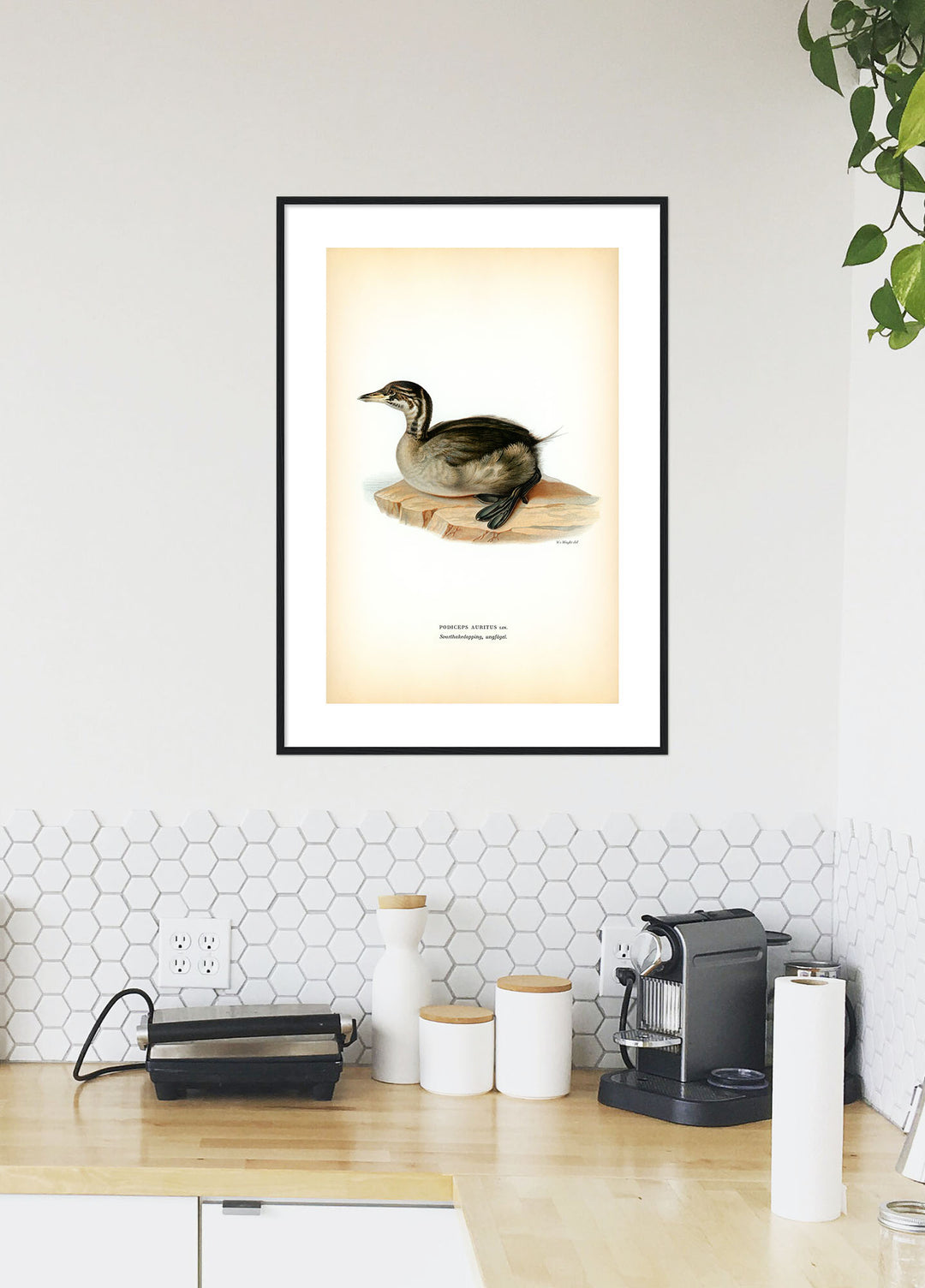 Fågeln Svarthakedopping, unge på klassisk vintage poster/affisch