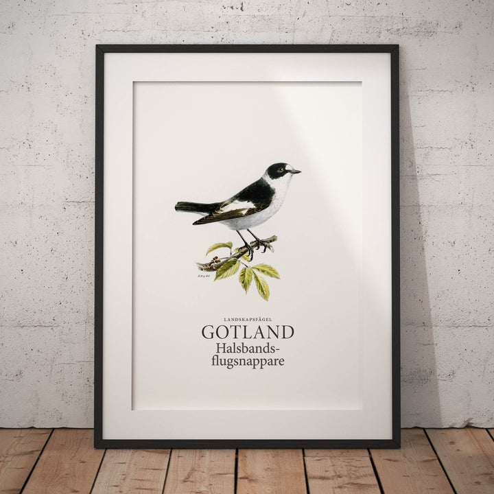 Gotlands landskapsfågel, Halsbandsflugsnappare