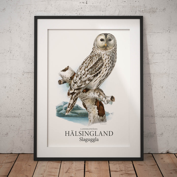 Hälsinglands landskapsfågel, Slaguggla