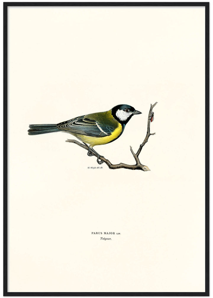 Fågeln Talgoxe på klassisk vintage poster/affisch