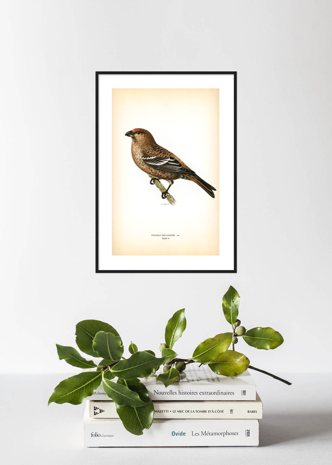 Fågeln Tallbit, hane på klassisk vintage poster/affisch