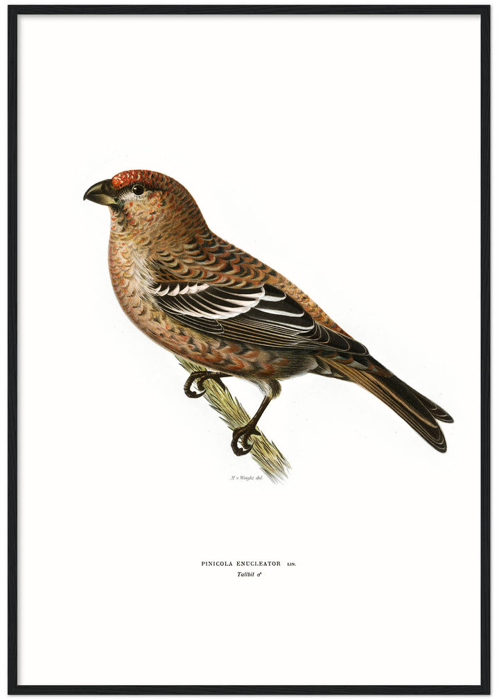 Fågeln Tallbit, hane på klassisk vintage poster/affisch