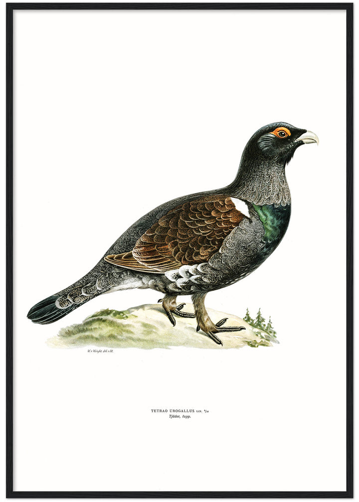 Fågeln Tjädertupp på klassisk vintage poster/affisch
