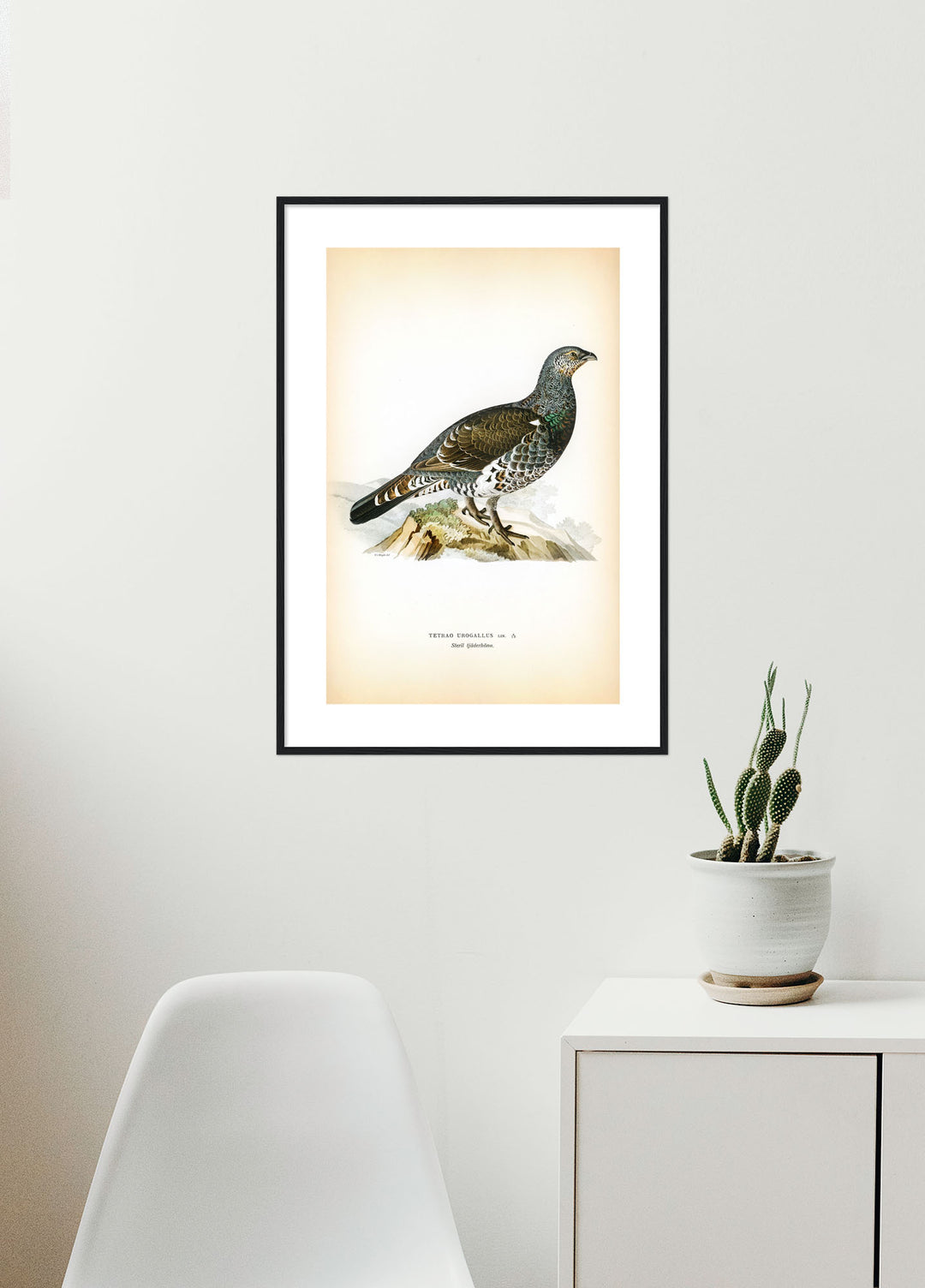 Fågeln Tjäder, höna steril på klassisk vintage poster/affisch