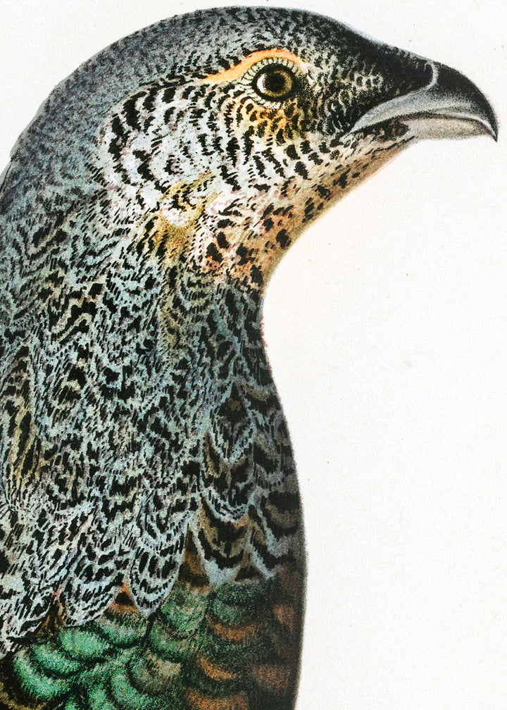 Fågeln Tjäder, höna steril på klassisk vintage poster/affisch