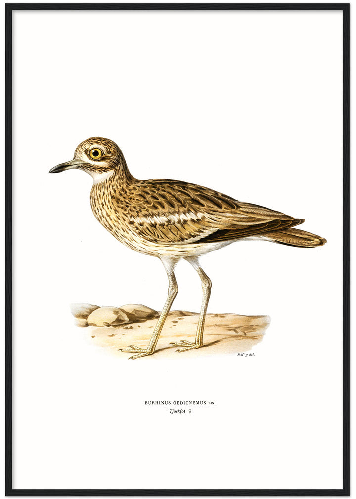 Fågeln Tjockfot på klassisk vintage poster/affisch