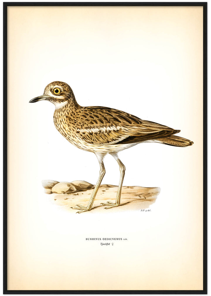 Fågeln Tjockfot på klassisk vintage poster/affisch