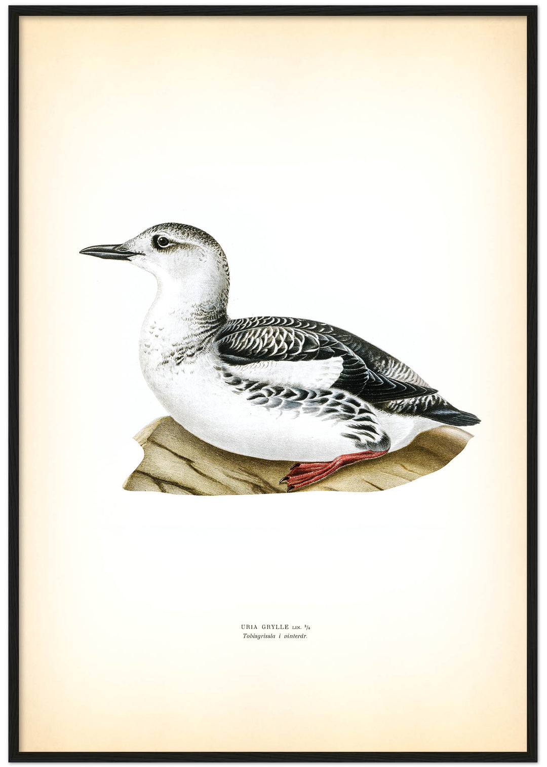 Fågeln Tobisgrissla, ung på klassisk vintage poster/affisch